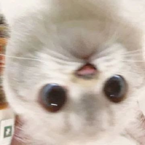 lolitsmevv11